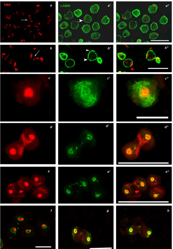 Figure 17 Nuclear lamina pattern during prometaphase and meiotic divisions. DNA in  red (DAPI staining), Nuclear lamina in green (anti Lam-Dm0)