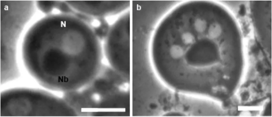 Figure 1 Meiotic telophases at light-phase microscopy. The central  spindle in telophase become progressively squeezed up to assume an  hourglass shape (a, arrow)