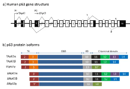 Figure  4   chematic  representation  of  a)  Human  p 3  gene  structure:  alternative  splicing  (α,  β,  γ)  and  alternative 