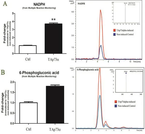 Figure  11  A  detail  of  the  results  from  Multiple  Reaction  Monitoring  (MRM)  analyses  of  NADPH  (A)  and  6-