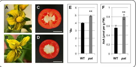 Fig.  1.1.  (A)  WT  flower  at  anthesis.  (B)  pat  flower  at  anthesis  showing  the  precocious  and  pollination-