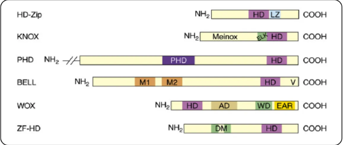 Fig.  2.1.  Schematic  representation  of  the  distinctive  domains  exhibited  by  each  family  of  HD-containing 