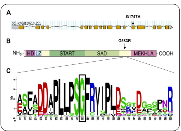 Fig.  2.3.  (A)  SlHB15  gene  model  (Solyc03g120910.2.1)  as  reported  at  the  SGN  website