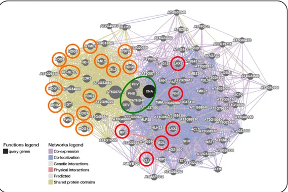 Fig.  2.6.  GeneMANIA  functional  association  network  generated  using  ATHB15/CNA/ICU4  as  query