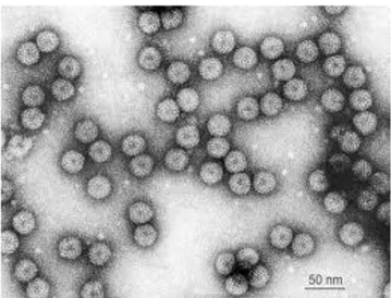 Fig. 11: Particelle virali di CMV (la barra rappresenta 50 nm) (da Virus Taxonomy, Ninth Report  of the International Committee on Taxonomy of Viruses, 2012)