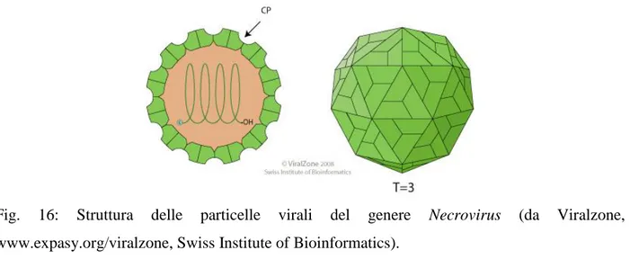 Fig.  16:  Struttura  delle  particelle  virali  del  genere  Necrovirus  (da  Viralzone,  www.expasy.org/viralzone, Swiss Institute of Bioinformatics)