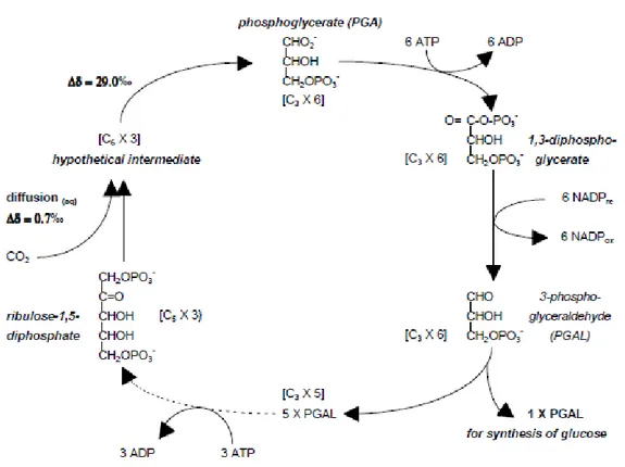 Figure 2. Synthesis of carbohydrate by the Calvin (C3) cycle. 
