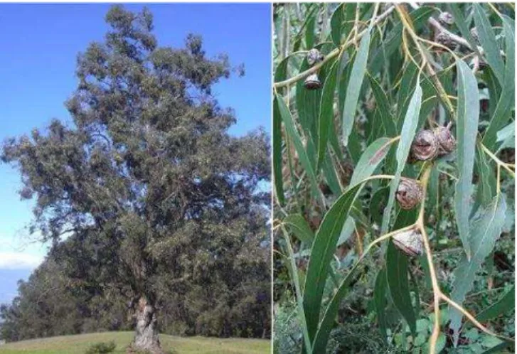 Figura 7.  Eucalipto - Eucalyptus globulus Labill. (foto Forest Starr &amp; Kim Starr) Le specie maggiormente diffuse in Italia sono: 