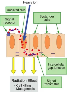 Figura 2: Effetto bystander. Le cellule irraggiate comunicano con le cellule circostanti non irraggiate attraverso 