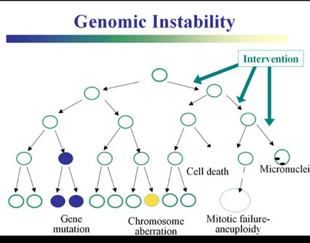Figura 5: Instabilità genomica (tratta da: http://lowdose.energy.gov/imagegallery.aspx)