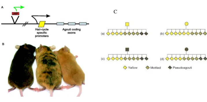 Figura  7:  Meccanismo  molecolare  del  fenotipo  associato  alla  mutazione  A vy   e  schema  dell’ereditarietà  epigenetica  di  origine  materna
