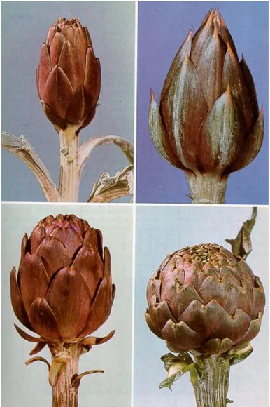 Fig.  1.1.20  –  Capolini  di  cultivar  diverse:  Catanese,  Spinoso  Sardo,  Violetto  di 