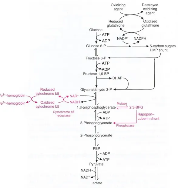 Figure  2.  Overview  of  vital  pathways  in  the  red  blood  cells.  In  the  Embden–Meyerhoff  pathway  glucose  is  anaerobically 