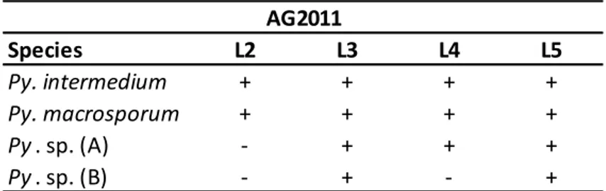 Tab. 4.2.1.2.1: presence (+)/absence (-)of Pythium species in AG2011 in L2, L3, L4 and L5