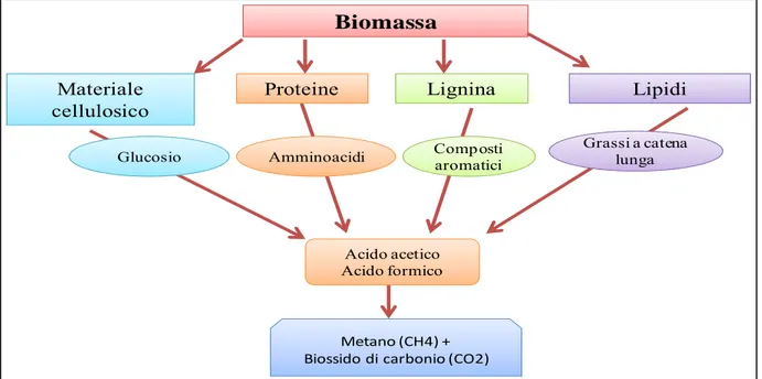 Figura 7. Schema del processo di conversione della biomassa attraverso la digestione  anaerobica 