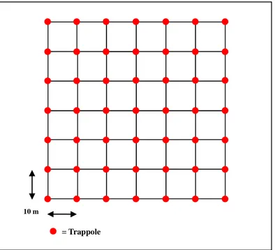 Fig. 13. Schema di una griglia quadrata nel campionamento dei Roditori terricoli. 