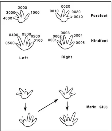 Fig. 14. Schema di marcatura con la tecnica del toe-clipping. 