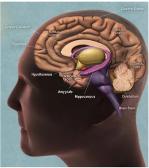 Fig. 2 Schematization of the main human brain areas. 