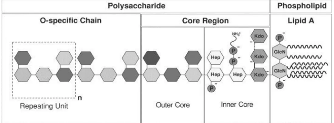 Figure 2. Structure of Lipopolysaccaride 