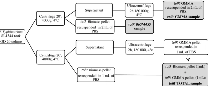 Figure 3. Scheme of samples preparation from Salmonella typhimurium SL1344 tolR- tolR-colture 