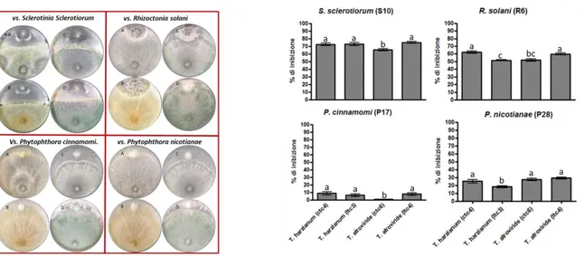 Fig.  7  e  8:  attività  antagonista  di  tricodermi  (colture  duali)  nei  confronti  di  Sclerotinia  sclerotiorum,  Rhizoctonia  solani,  Phytophthora  cinnamomi  e  Phytophthora  nicotianae
