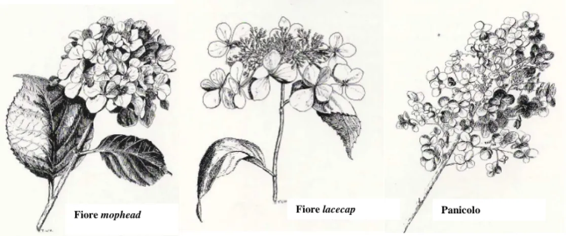 Fig. 3: Varie tipologie di infiorescenza in Hydrangea. 