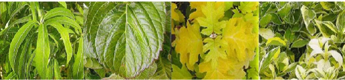 Fig. 4: Foglie di varie forme e colori, che rendono le piante di Hydrangea molti attraenti anche  durante i mesi con scarsa fioritura
