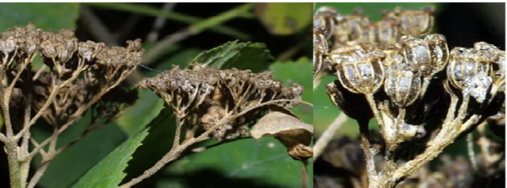 Fig. 5: Capsule disseccate di Hydrangea, le quali conservano i resti degli stami sulla parte apicale