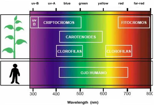 Fig. 14: Spettro della luce visibile cade tra il rosso e il violetto includendo tutti i colori percepibili  dall’occhio umano