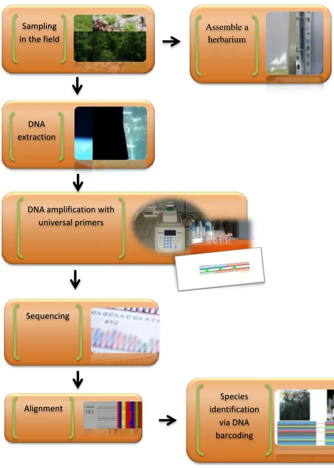 Fig. 2 Methodology of medicinal plant species identification via DNA  barcoding.  