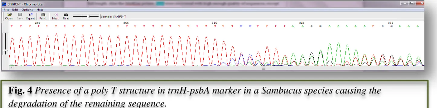 Fig. 4 Presence of a poly T structure in trnH-psbA marker in a Sambucus species causing the  degradation of the remaining sequence