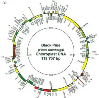 Figure 1.10. Chloroplast DNA of the Black  Pine. (the figure is taken from the online 