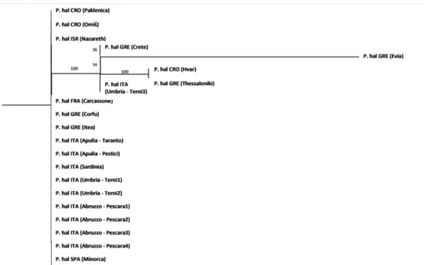 Figure  4.2.  Maximum  likelihood  phylogenetic  tree  of  Aleppo  Pine  samples  obtained  from  the  trnH-psbA  and matK sequences with RAxML program.