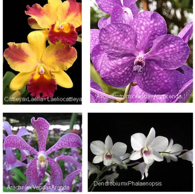 Figura 3. Quattro comuni ibridi commerciali di Orchidea derivati da incrocio intergenerico.