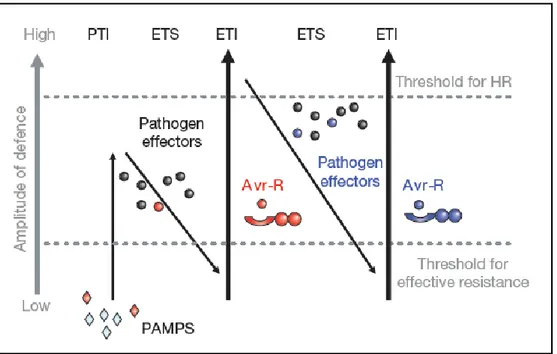 Figura 2.  Modello Zig-zag che illustra al co-evoluzione tra ospite e patogeno.  Tratto da Jones and Dangl, 2006