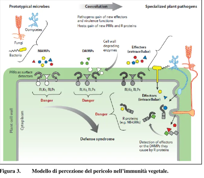Figura 3.  Modello di percezione del pericolo nell’immunità vegetale.  Tratta da Boller and Felix, 2009 