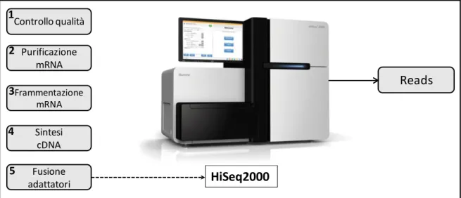 Figura 7.  Schema della procedura impiegata per la preparazione del campione  prima del sequenziamento NGS