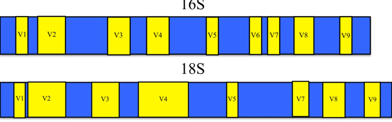 Fig. 9. Rappresentazione schematica delle sequenze del gene codificante per l'rRNA 16S 