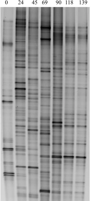Fig.  16.  Profili  DGGE  del  frammento  del  gene  16S  rRNA  amplificato  dei  campioni 
