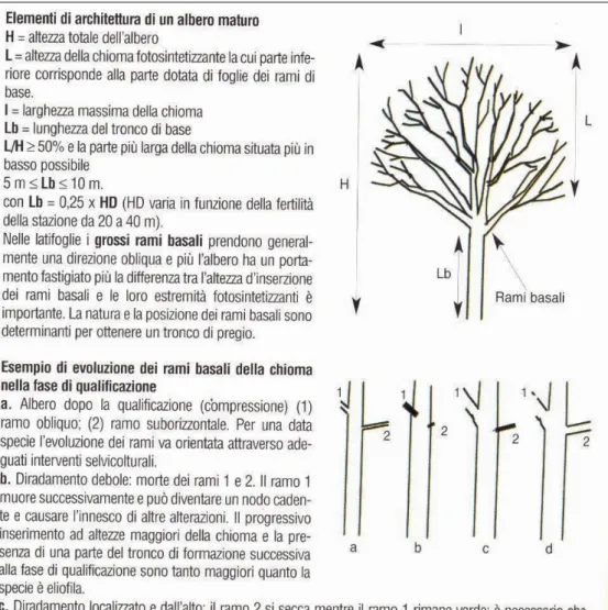 Figura 4: Esempio di struttura architettonica degli alberi obiettivo da perseguire con le potature