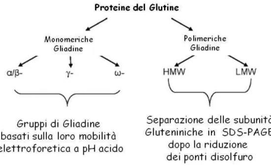 Fig. 7: Classificazione delle proteine del glutine 
