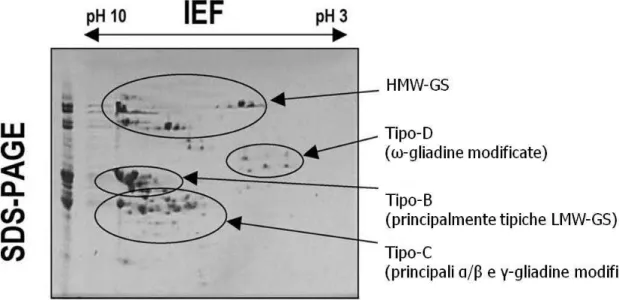Fig. 8: Elettroforesi bidimensionale (IEF XSDS-PAGE) delle subunità gluteniniche della cultivar di frumento  tenero Chinese Spring 