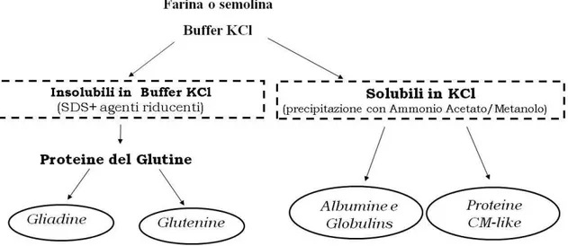 Fig. 10: Separazione delle proteine della farina di frumento, secondo la solubilità (Hurkman et al