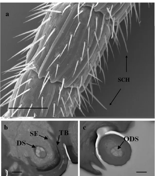 Figure  3.4  Sensilla  chaetica  (SCH).  a)  SEM  pictures  of  the  two  last  antennomere;  b)  TEM  oblique 