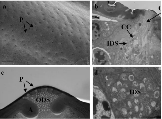 Figure 3.5 Multiporous Plate Sensilla (MPS). a) SEM pictures multiporous surface; b) TEM cross section 