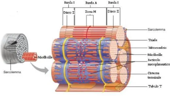 Figura 2.2: Organizzazione strutturale di una fibra muscolare scheletrica. 