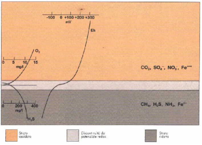 Figura 1.1. Stratificazione del sedimento in un ambiente salmastro. 