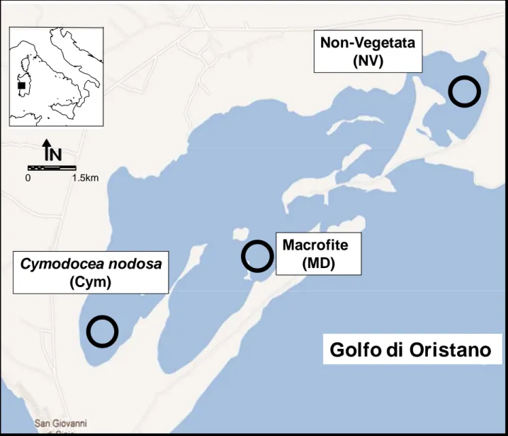 Figura 3.1. Laguna di Mistras, aree di studio: NV, area non vegetata; Cym: prateria di Cymodocea nodosa; MD: 