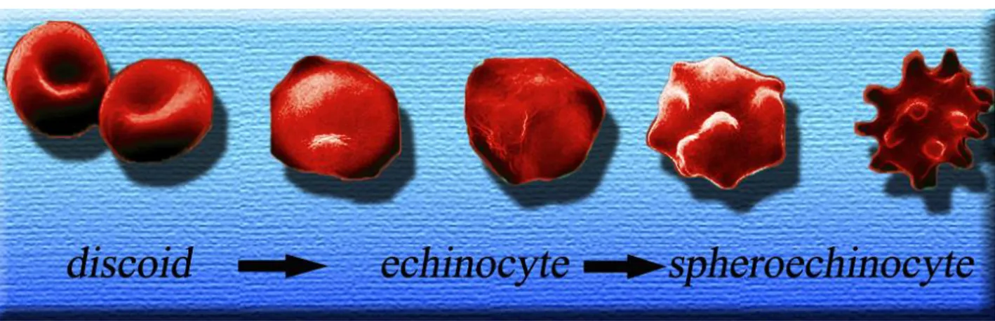 FIGURE 2 Main phases of the macroscopic changes of RBC shape during storage: from a discoid shape to echinocyte and spheroechinocytes.