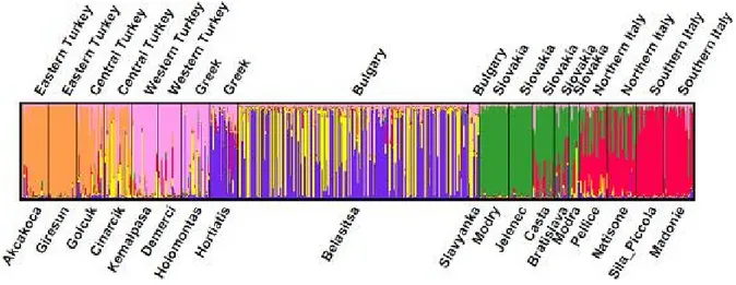 Fig. 3 –  Profilo genetico dei singoli individui elaborati con STRUCTURE 2.3.3, per K=6 